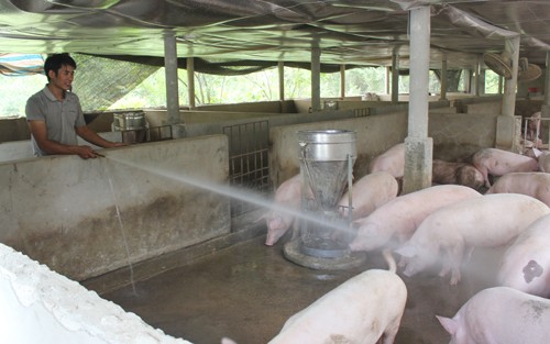 Ngọc Anh đang chăm sóc đàn lợn trong trang trại. Ảnh: Hồng Vân