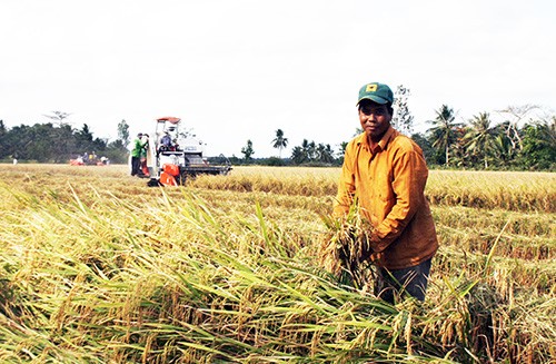 Sản xuất lúa ở miền Tây được xác định hướng đến thị trường trong và ngoài nước ở phân khúc gạo chất lượng cao. Ảnh: Cửu Long