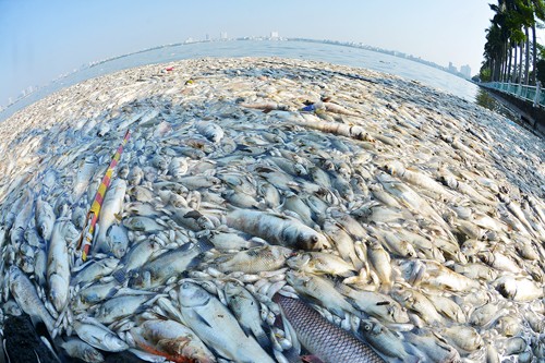 Nguyên nhân làm hơn 200 tấn cá hồ Tây chết đang được các cơ quan chức năng làm rõ. Ảnh: Giang Huy.