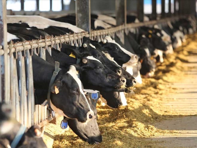 Ở thị trấn Nông trường Mộc Châu hiện có khoảng 600 hộ nuôi bò sữa.