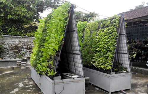 Gần đây Thạc sĩ Nguyễn Văn Quy - giảng viên khoa Nông học (Đại học Nông lâm Huế) cùng nhóm nghiên cứu đã tạo ra "Hệ thống vườn đứng chữ A". 
