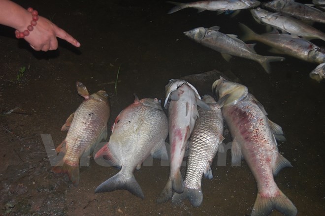 Nhiều cá thể cá rất lớn chết dạt vào bờ hồ Nam Linh Đàm (Ảnh: Sơn Bách/Vietnam+)