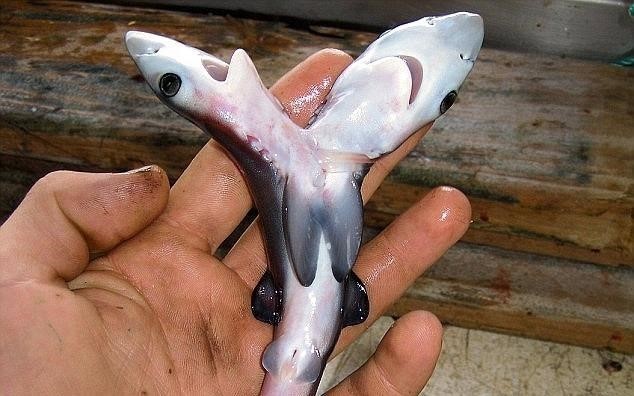Phôi thai cá mập 2 đầu được tìm thấy ở Tây Ban Nha. Ảnh: National Geographic.