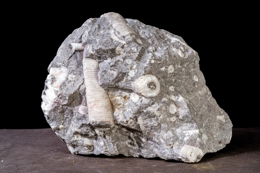 Hoá thạch Huệ biển (Crinoidea) tìm thấy ở Hà Giang, có niên đại 400 triệu năm (nằm trong Bộ sưu tập của Bảo tàng Hoá thạch Hà Nội).