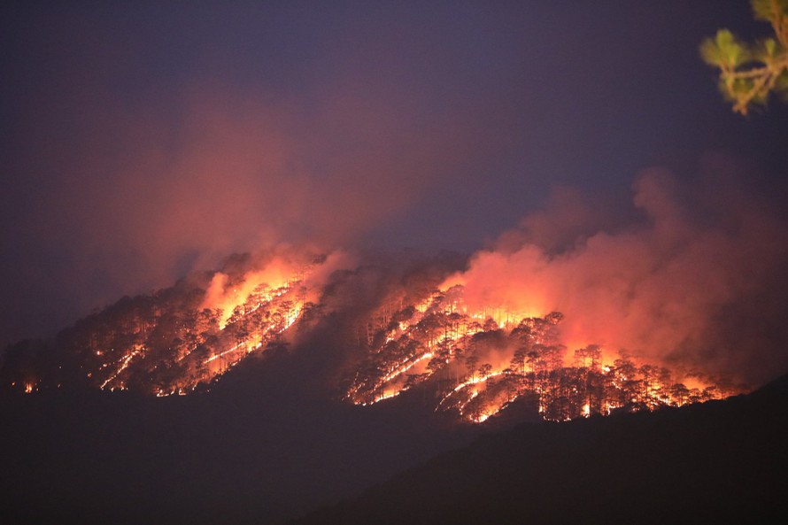 10 ha rừng thông ảnh hưởng sau vụ cháy ở đèo Prenn