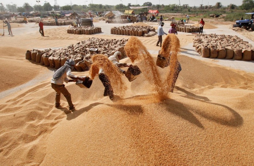 Giá gạo Ấn Độ tăng lên mức cao kỷ lục