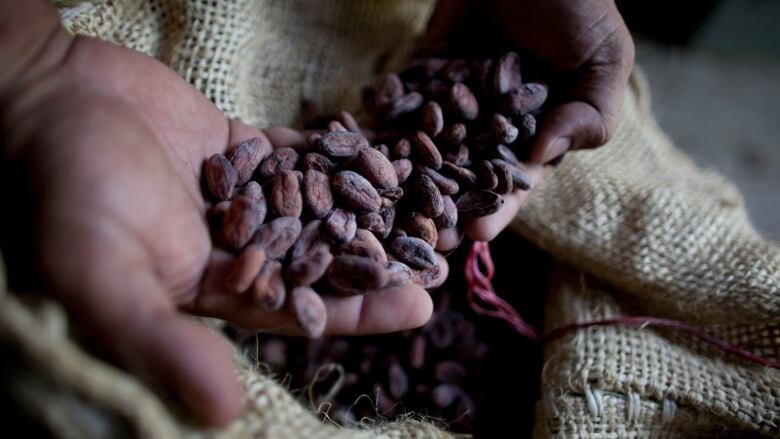 Nghiên cứu mới cho thấy nguồn gốc phức tạp của cacao