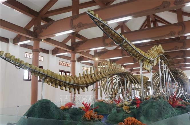 Hai bộ xương cá Voi có chiều dài trên 22m và 18m được phục dựng phục vụ du khách tham quan ở huyện đảo Lý Sơn.