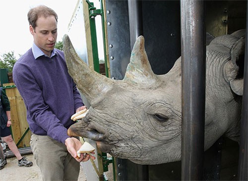 William luôn nỗ lực bảo vệ các loài động vật quý hiếm, trong đó có tê giác. Ảnh: Hello Magazine