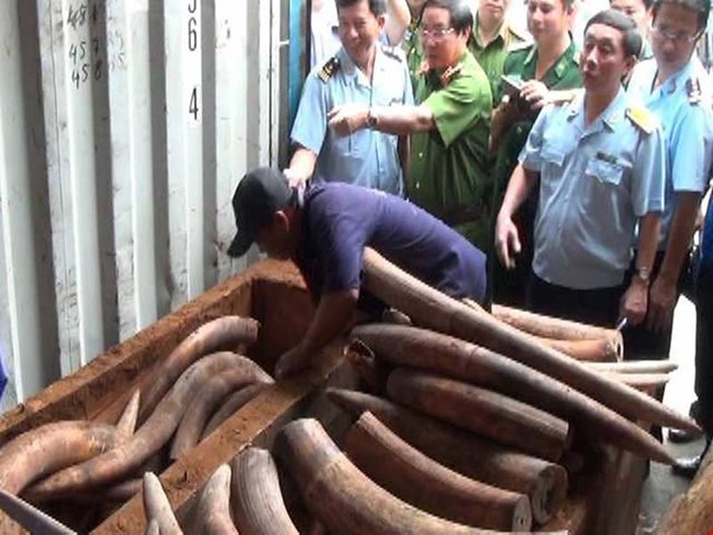 Lô ngà voi khủng trị giá hàng trăm tỷ đồng giấu trong các khúc gỗ bị hải quan phát hiện.