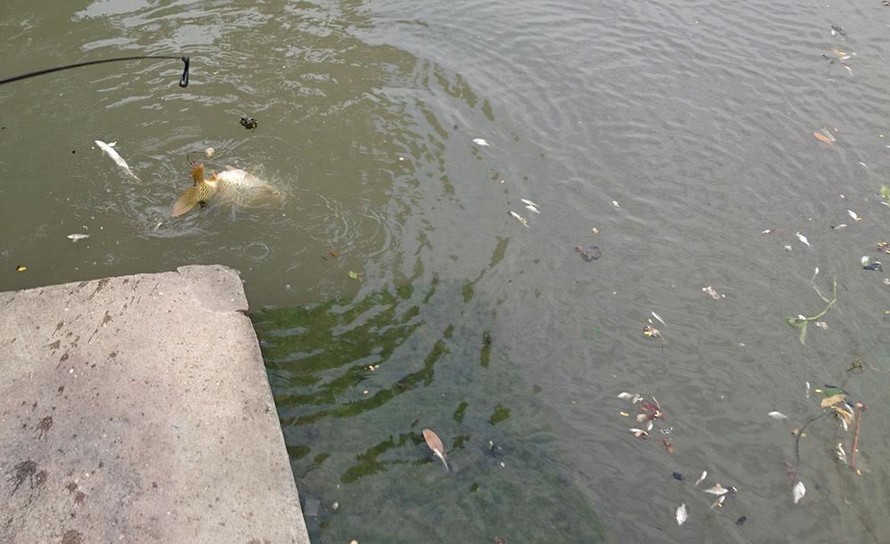 TT-Huế: Cá chết bất thường trên các sông ở Quảng Điền