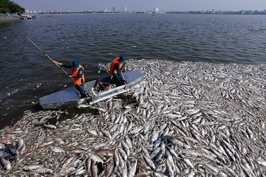 Vụ cá chết ở Hồ Tây: Chính phủ yêu cầu xác định rõ nguồn xả thải