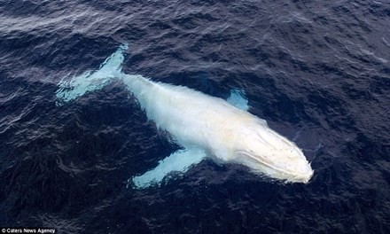 'Cá voi ma' quý hiếm xuất hiện ở vùng biển Australia