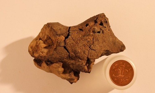 Hóa thạch não khủng long 133 triệu năm tuổi được tìm thấy ở East Sussex, Anh năm 2004. Ảnh:Jamie Hiscocks.