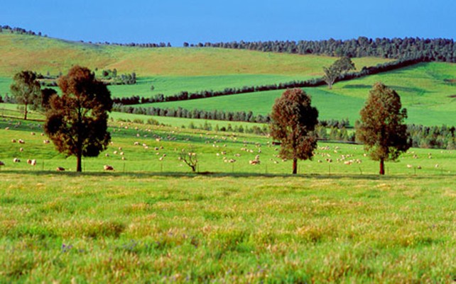 Nhiều nhà đầu tư Việt đang rất quan tâm tới bất động sản nông nghiệp ở Australia.