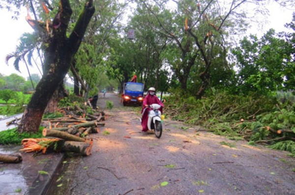 Nhiều cây xanh ở Huế bị đổ do mưa lớn ngày 13/10. Ảnh: Võ Thạnh.