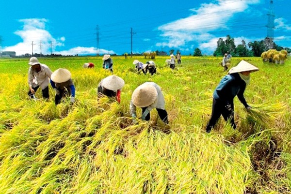 Ông Nguyễn Thiện Nhân: Ta trồng lúa năng suất cao nhất thế giới mà vẫn nghèo