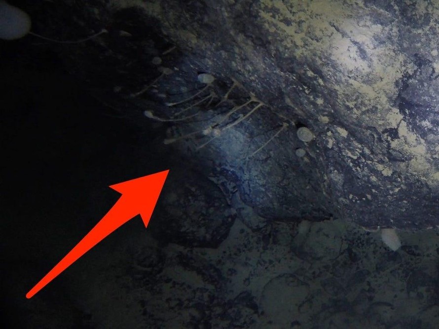 Hình ảnh từ video cho thấy hình ảnh sinh vật dưới băng ở Nam Cực, có hình dạng tương tự bọt biển. (Ảnh: TS. Huw Griffiths/Insider)