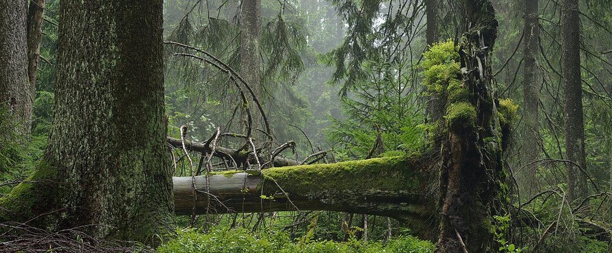 Nhóm nghiên cứu cảnh báo thế giới đang mất các khu rừng với tốc độ "đáng sợ", nhanh hơn nhiều so với tốc độ rừng được tái sinh. (Ảnh: WWF)