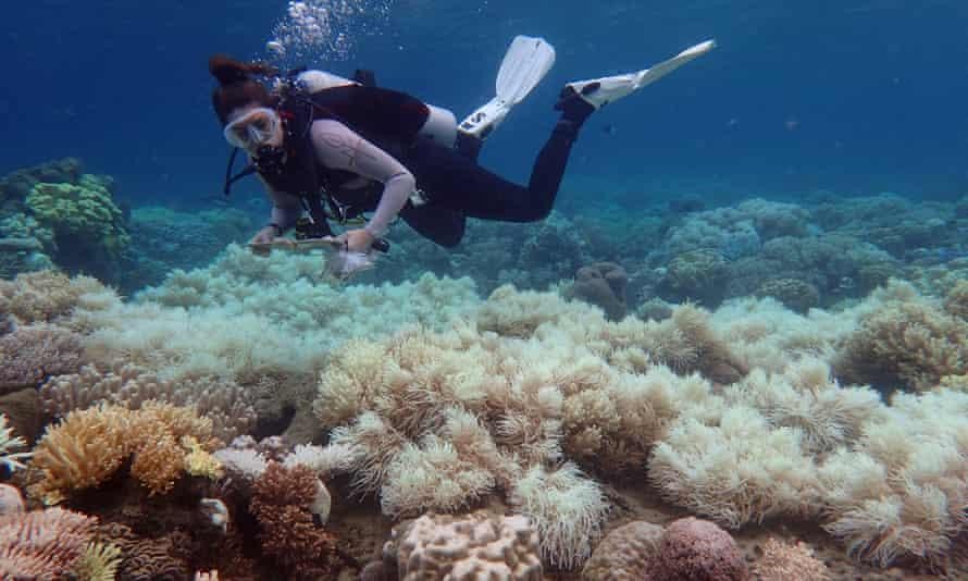 Các nhà khoa học đánh giá cao khuyến nghị liên quan đến Rạn san hô Great Barrier của UNESCO