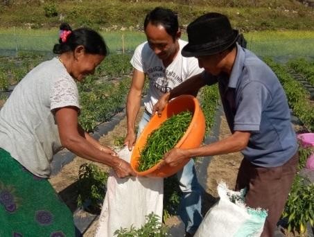 Nông dân chiến thắng trong cuộc chiến chống lại khí hậu và địa hình để bắt đầu trồng ớt trong nước.