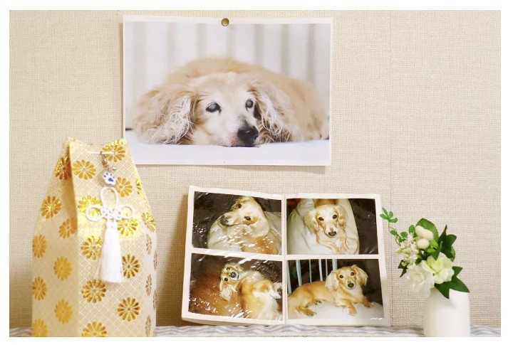Nhật Bản: Người dân phải thông báo cho chính quyền khi chó nuôi trong nhà qua đời