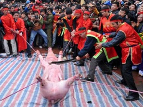 Năm 2016 sẽ không chém lợn ở lễ hội làng Ném Thượng