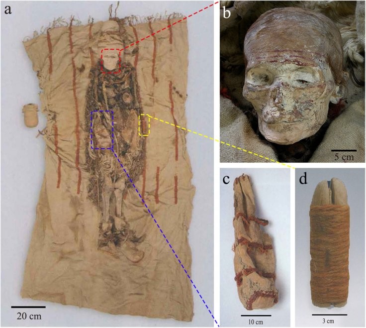Phát hiện gậy mỹ phẩm làm từ tim bò 3.600 tuổi chôn cùng xác ướp
