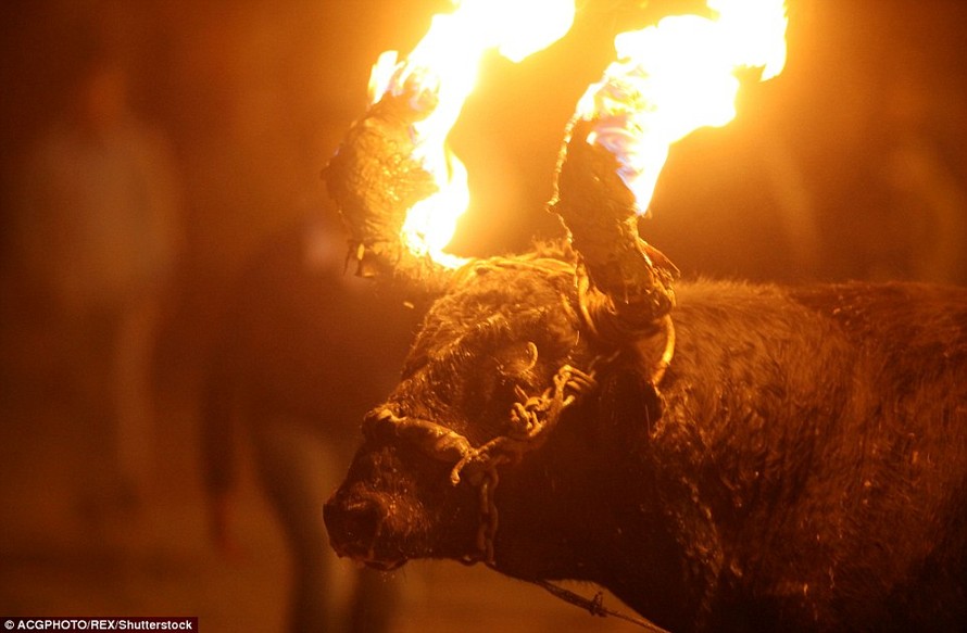 Sửng sốt với lễ hội đốt sừng bò ở Ecuador