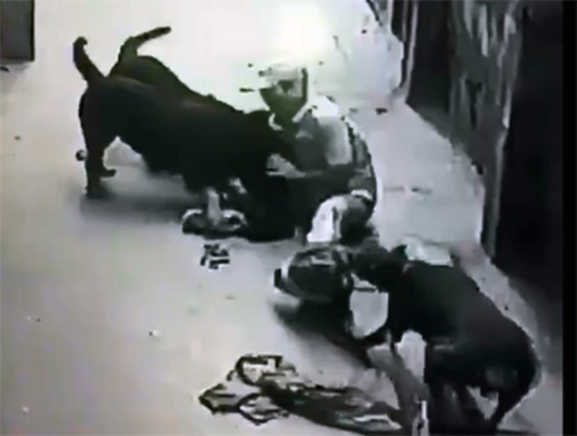 Rùng mình 4 con chó 'Tây' vây quanh tấn công chủ nhân ở Hà Nội