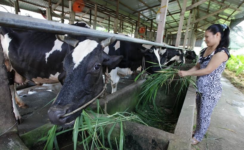 Vinamilk tái ký hợp đồng với hàng ngàn hộ nông dân nuôi bò sữa