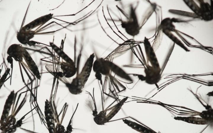 Virus Zika gây rối loạn thần kinh ở người lớn