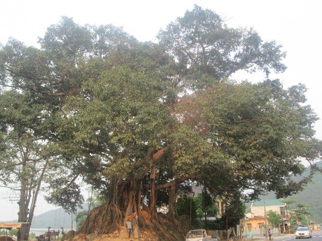 Cây đa 300 tuổi ở Huế được công nhận là cây Di sản Việt Nam