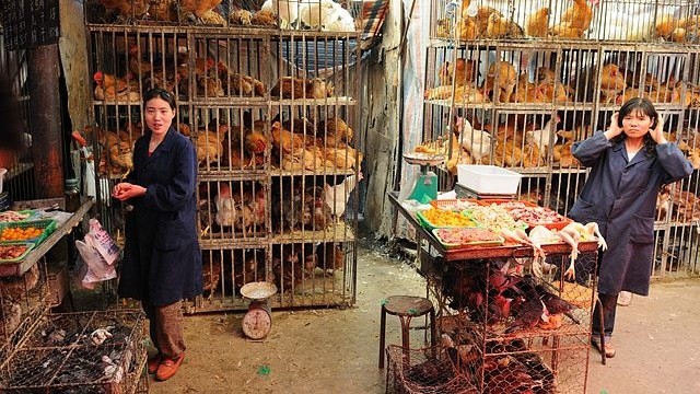 Vì sao thịt gà Trung Quốc lại 'siêu rẻ' đến vậy?