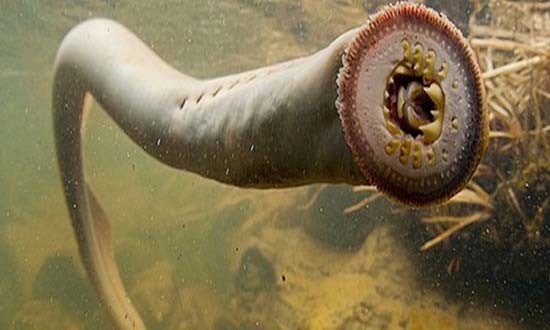 Cá ma cà rồng hút máu tràn ngập nhiều sông ngòi nước Anh