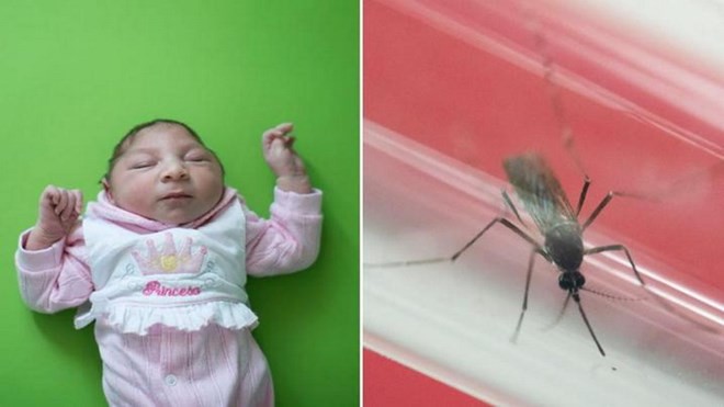 Brazil công bố bằng chứng Zika lây truyền qua muỗi Aedes aegypti