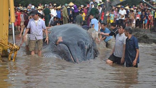Giải cứu cá voi nặng hơn 10 tấn dạt vào bờ biển Nghệ An