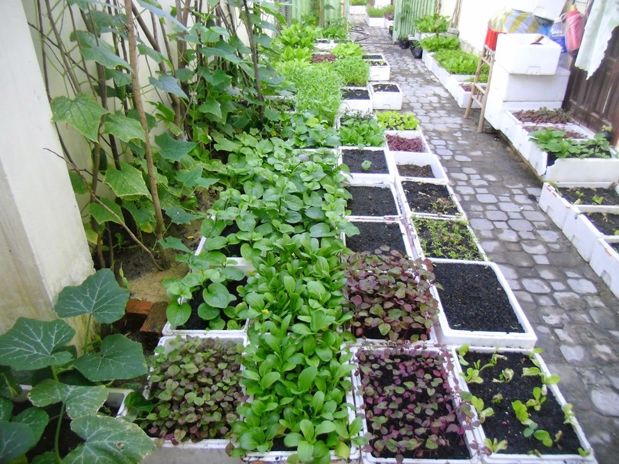 3 bước đơn giản để có vườn rau sạch trên ban công