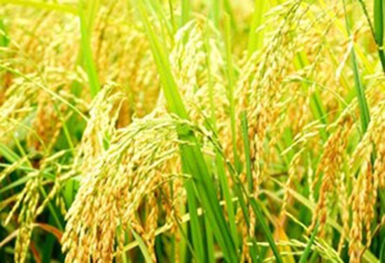 Đổi mới công nghệ chọn tạo giống lúa