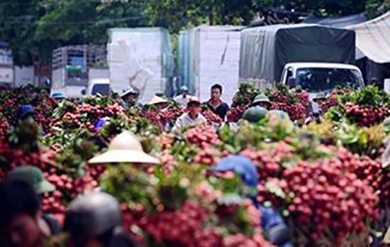 Trái cây Việt hướng vào thị trường 'khó tính'
