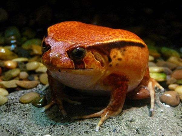 Phát hiện hai loài ếch bỏ qua giai đoạn nòng nọc ở Ecuador