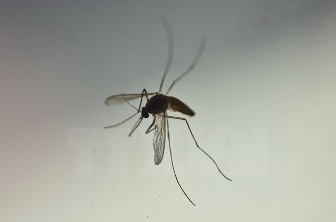 Thả muỗi biến đổi gen chống virus Zika có thể gây nhiều hậu quả