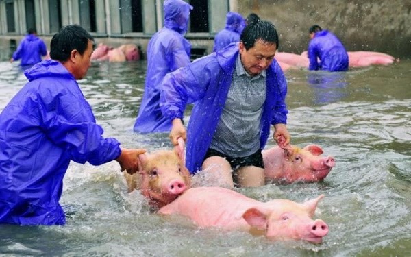 Số phận 6.000 chú lợn bị chìm trong nước lũ giờ ra sao?