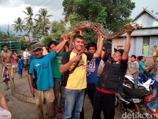 Người dân Indonesia bắt được con trăn khổng lồ dài 8m