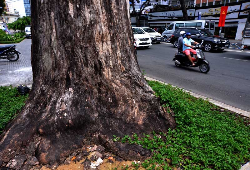 Hàng loạt cây xanh chết bất thường ở Sài Gòn