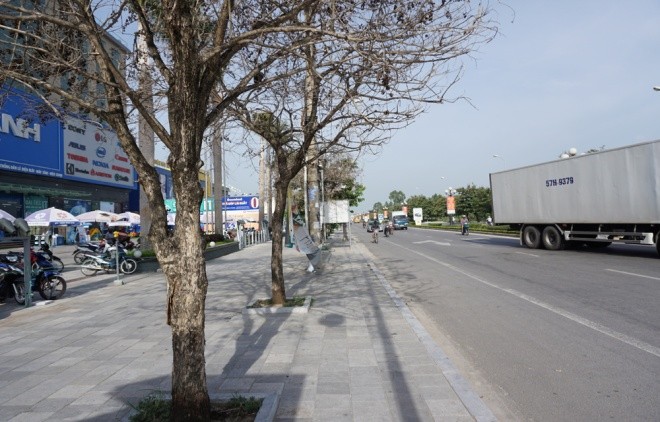 Nhiều cây xanh ở phố lớn Thanh Hóa chết khô, nghi bị đầu độc