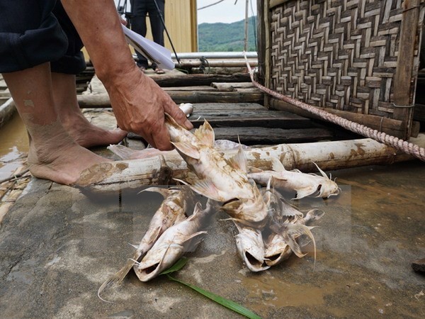 Cá chết hàng loạt trên sông Mã là do mưa lũ cuốn nhiều phù sa