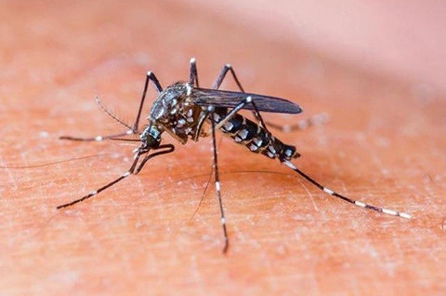 Muỗi là trung gian truyền bệnh sốt xuất huyết - Ảnh minh họa