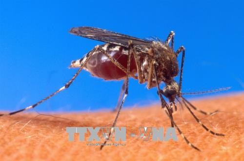 Muỗi là vật trung gian truyền virus Tây sông Nile sang người. Ảnh: AFP/TTXVN