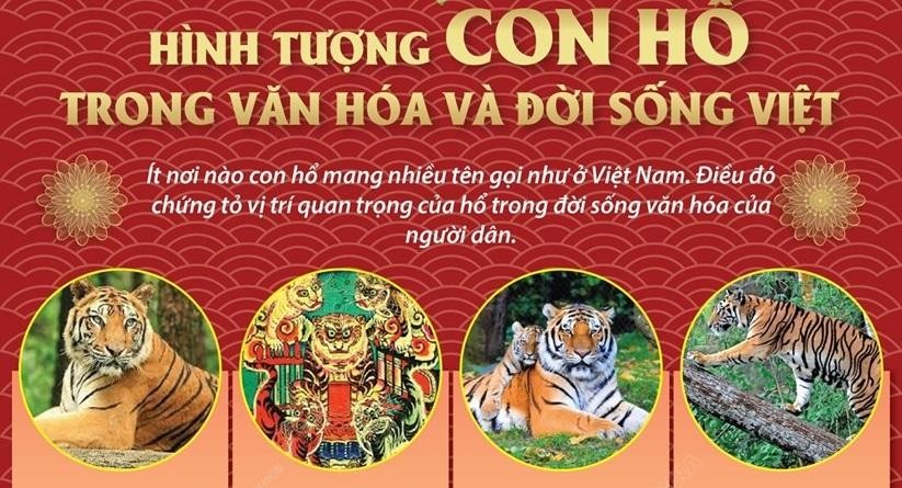 [Infographics] Hình tượng con hổ trong văn hóa và đời sống Việt